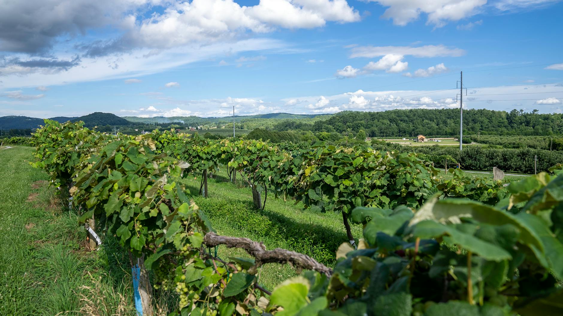 photo of a vineyard